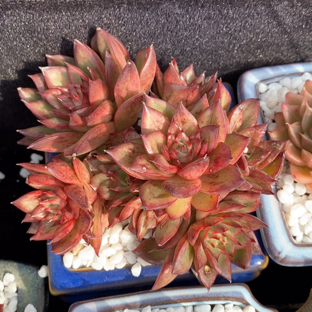 万宝龙杂多肉植物盆栽