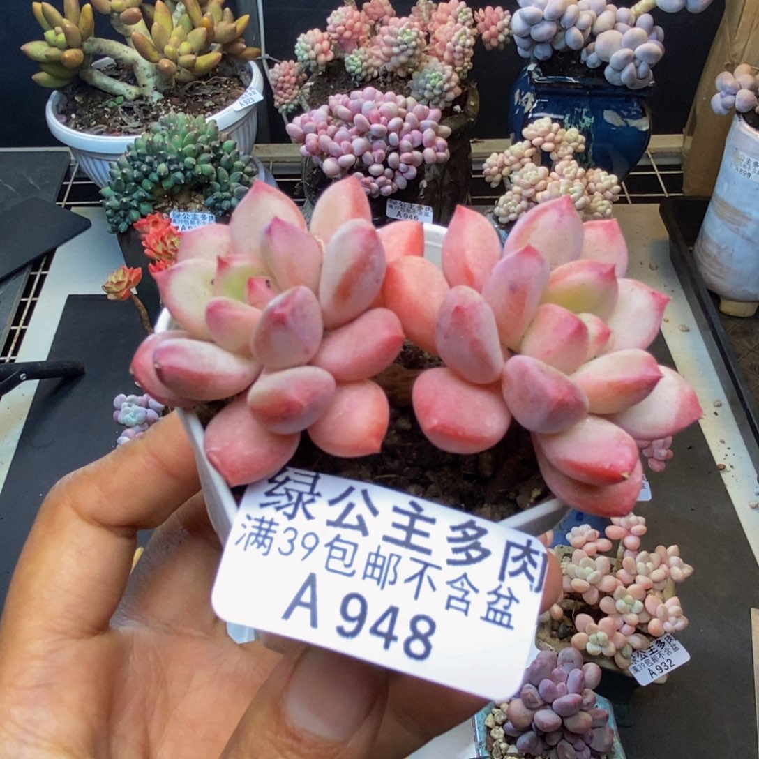 948丽芙美人多肉5c m