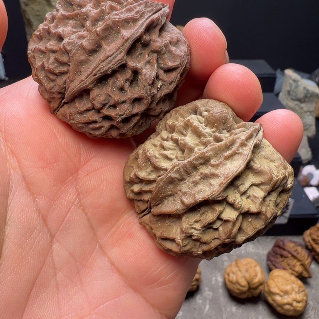 吊坠文玩核桃滚龙纹生命之源41mm