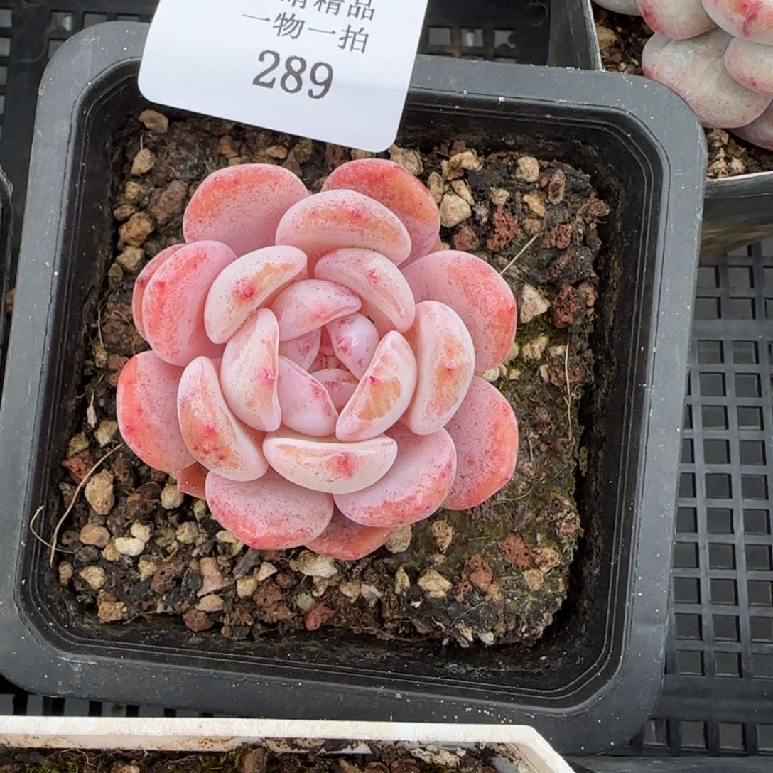 闪购精品多肉289号