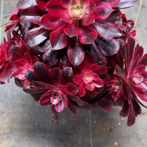 多肉植物美杜莎锦，