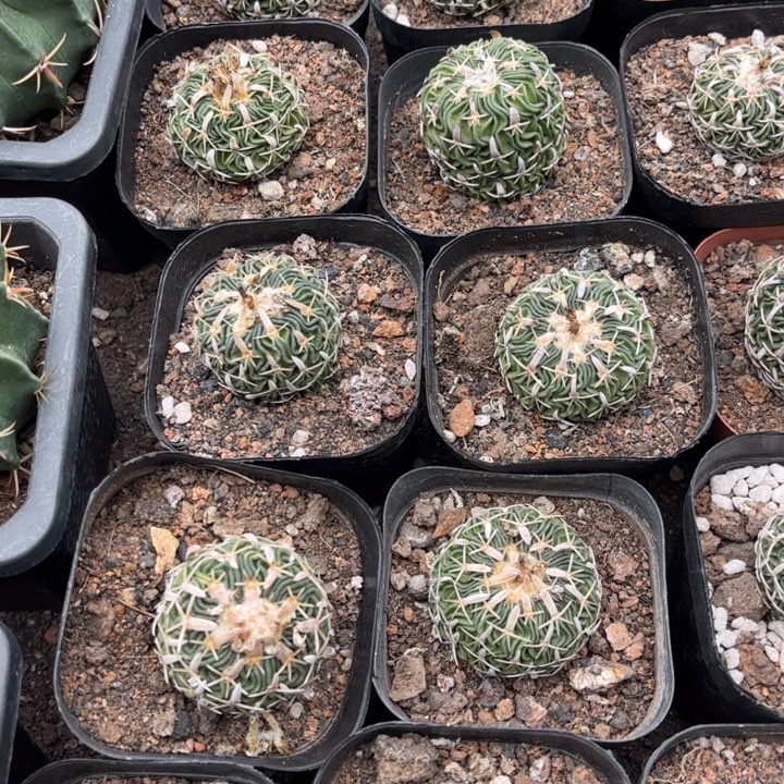 实生太刀岚好养皮实好活