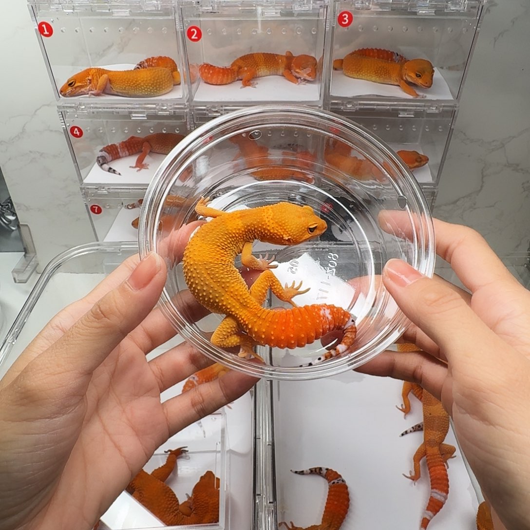 豹纹守宫蜜橘弟弟