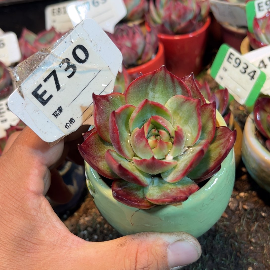 惊鸿一瞥730号多肉