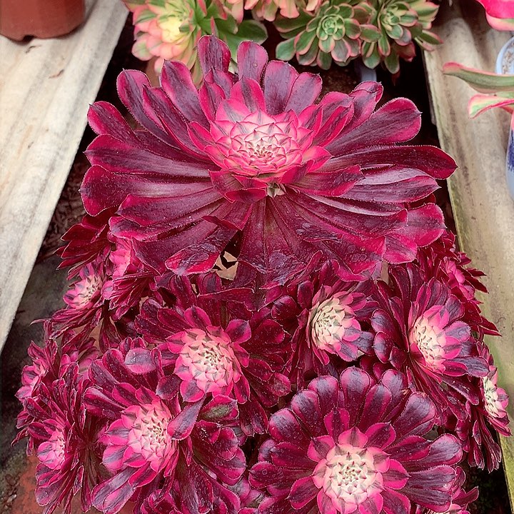 红超白，多肉植物