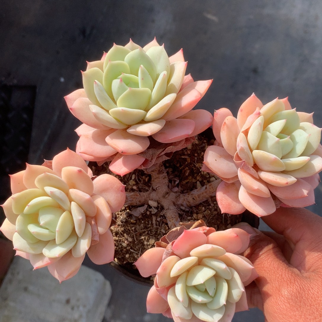 用***0你也不要说对不起哦