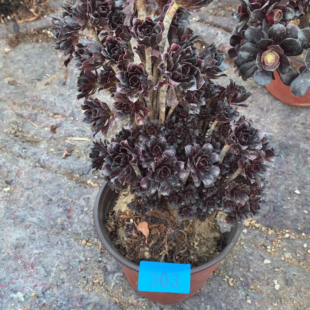 涛**旧303黑法师朵朵一颗