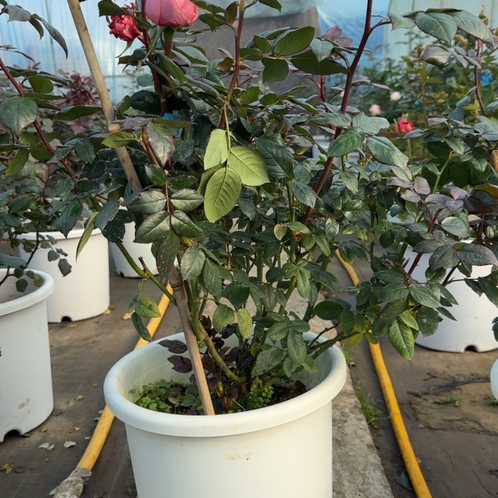 完全开放精品月季花