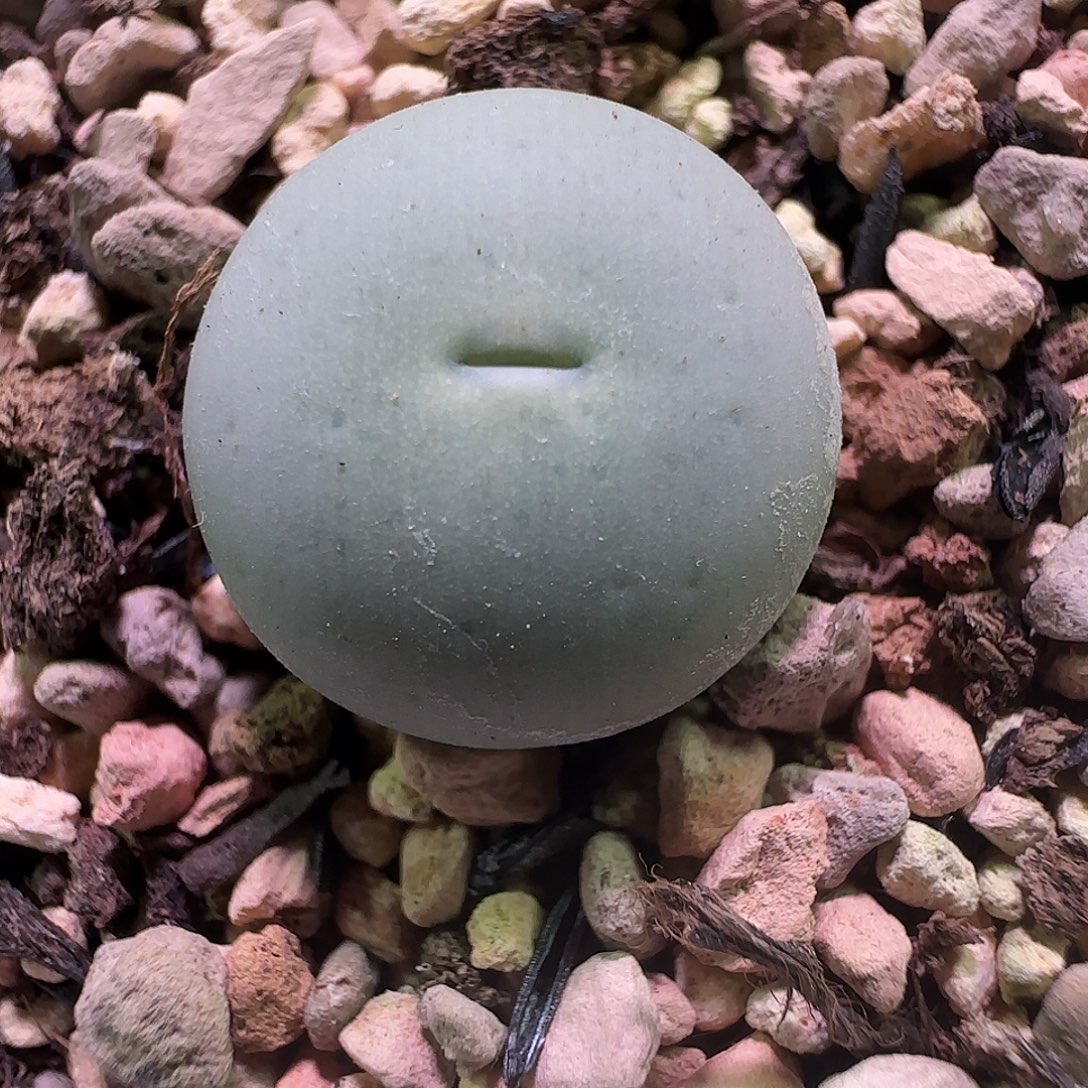 V嘴。              694