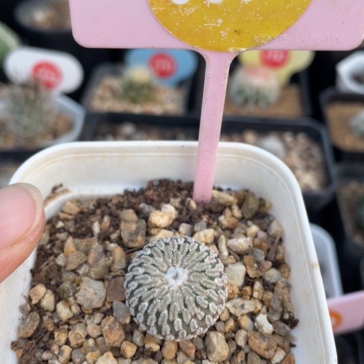 实生赤花精巧殿0074000000