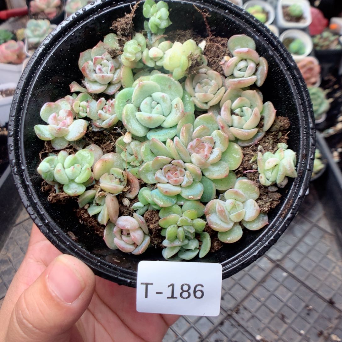 无花朵T186英语英语