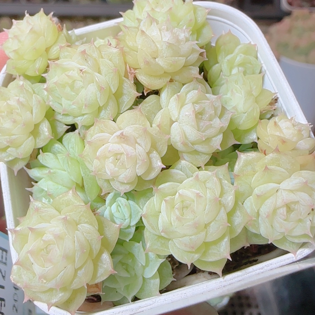 花语逸镜1112-39散