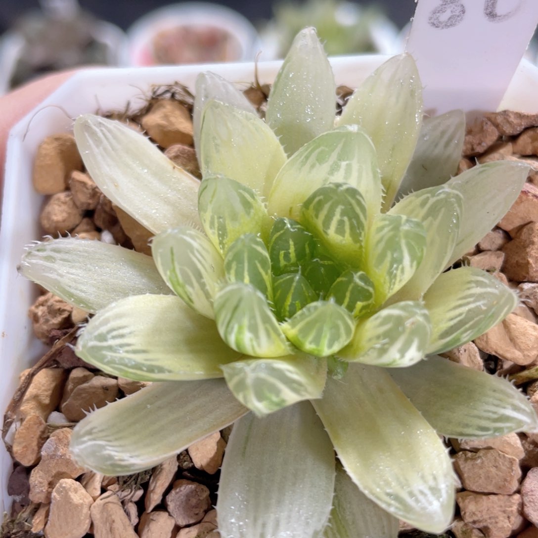 80糊斑实生玉露锦。