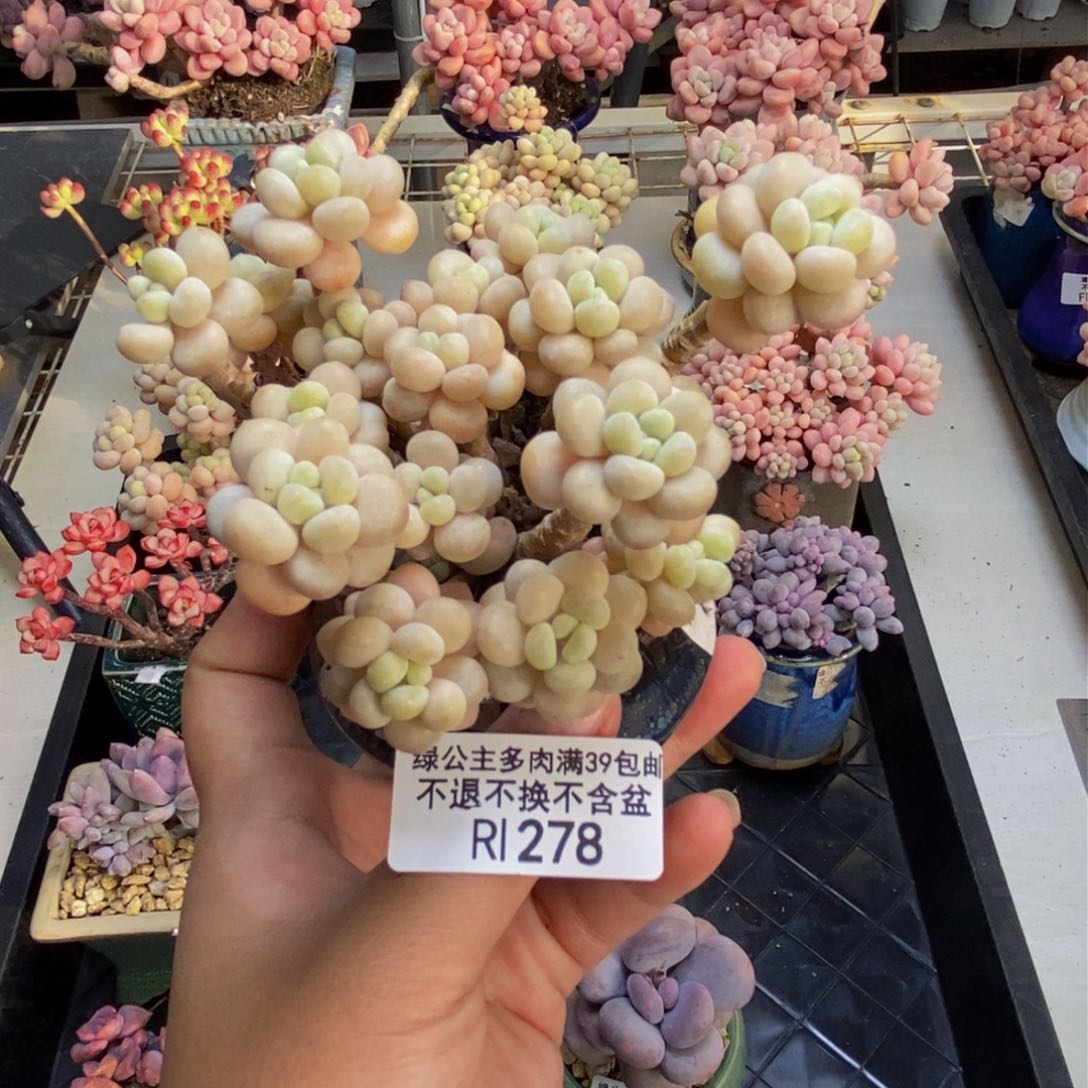 278鱼子酱多肉7cm