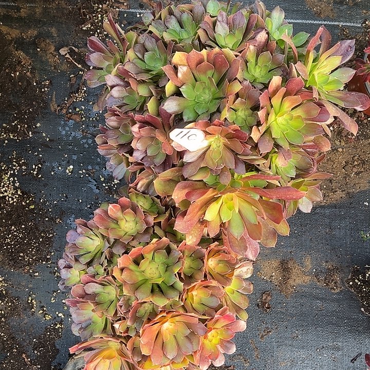多肉植物118不售后