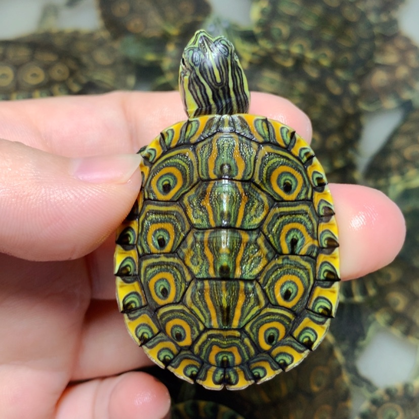 【闪购商品】不分公母宠物龟4.4精品