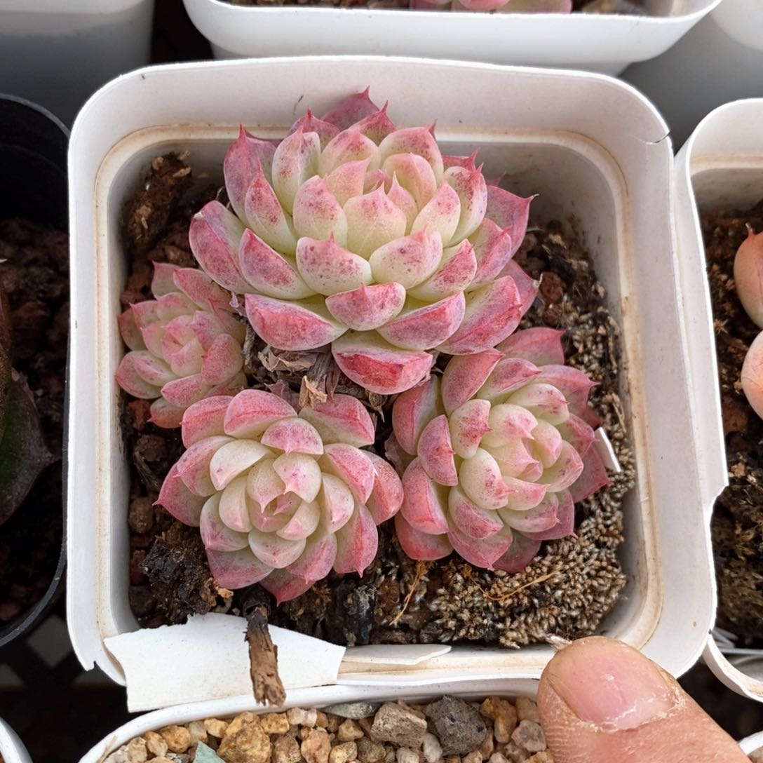 精品多肉一物一拍不包整314