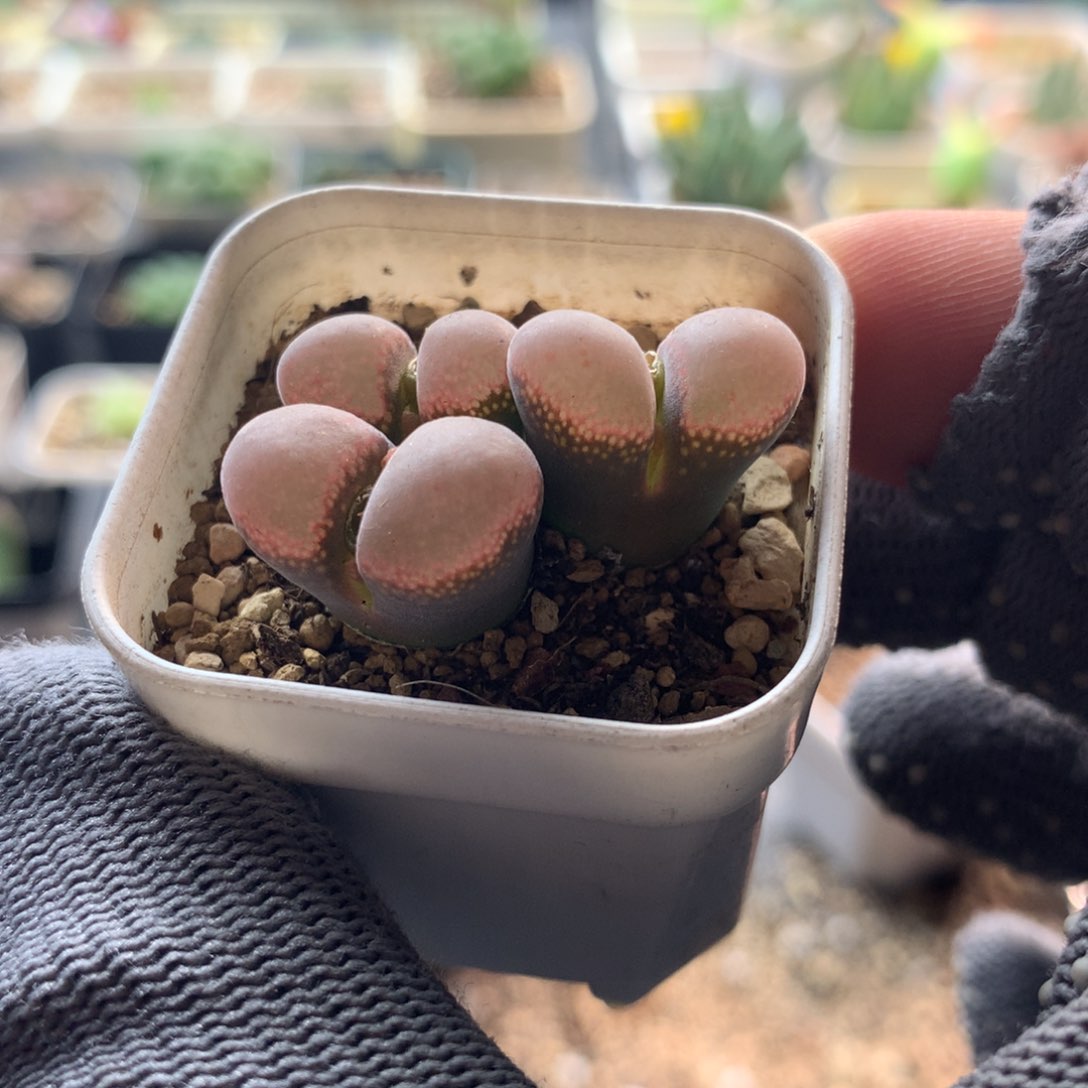 兮****）436风铃母本一颗