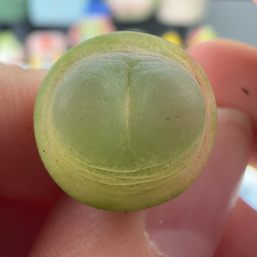 0812/尺寸1.3/紫皮拉登/