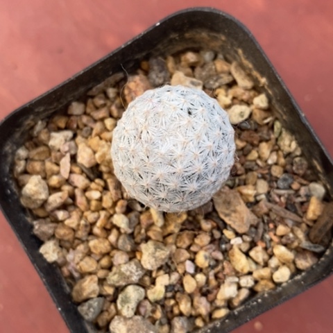 实生白鸟2仙人球