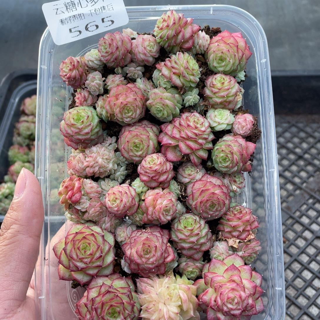 云糖心多肉植物565