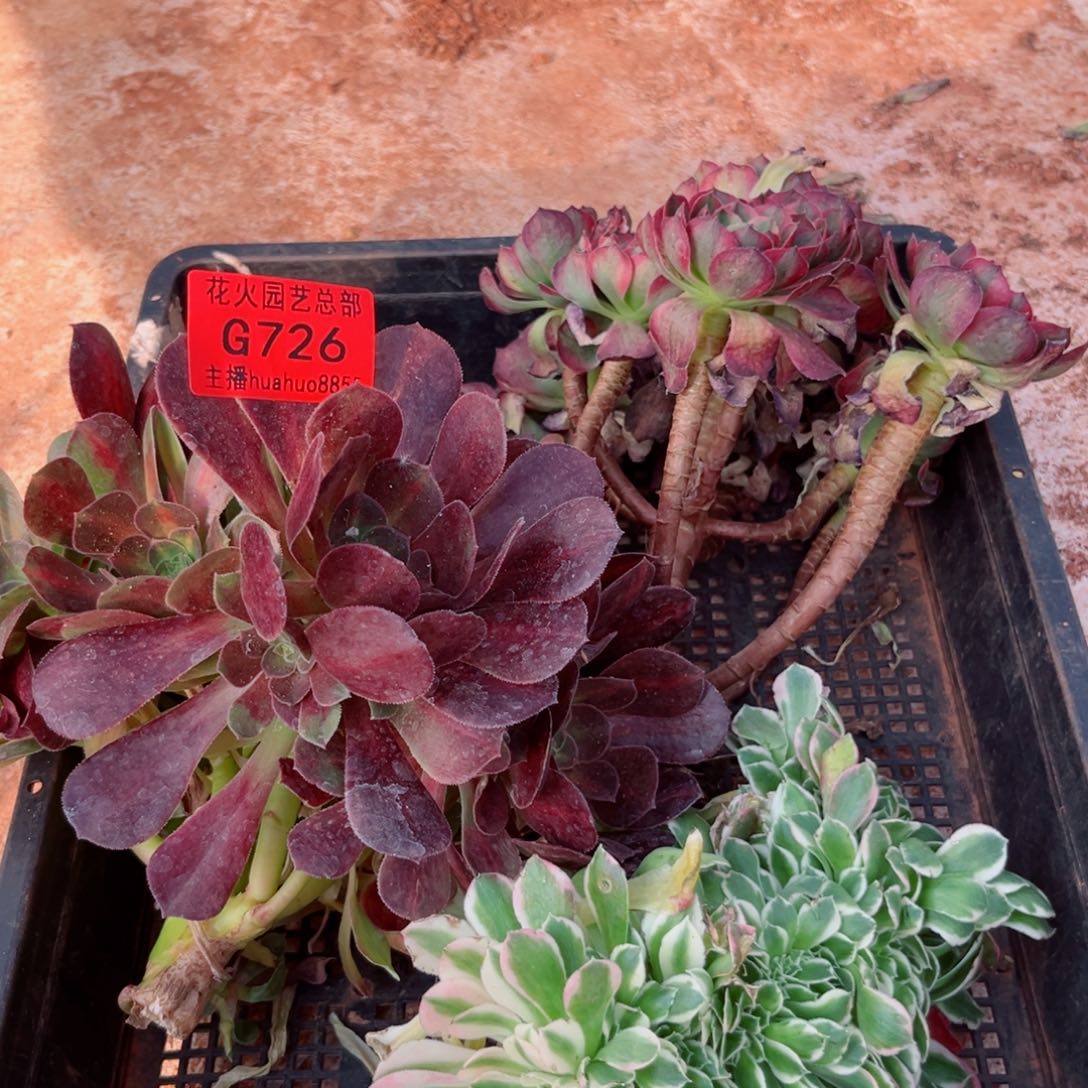 组合726多肉植物