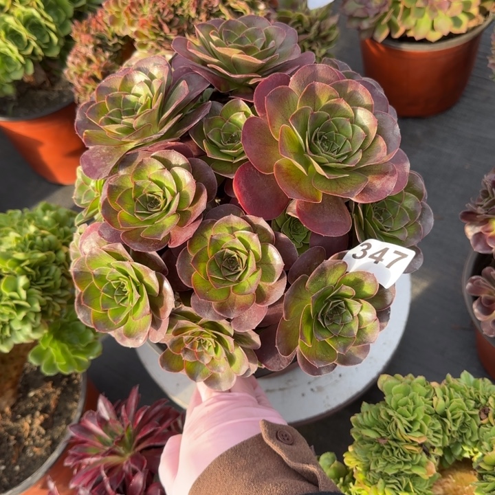 多肉植物魅金玫瑰347