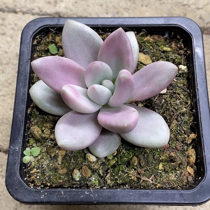 桃花源锦一物一拍