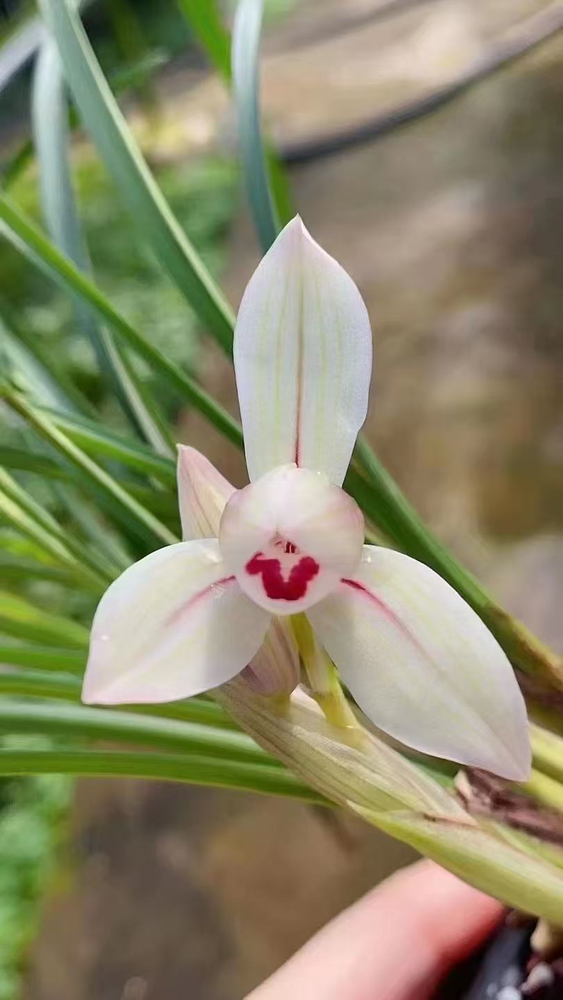 莲瓣兰朱丝玉荷花期开花兰花浓香绿植养殖带盆发货