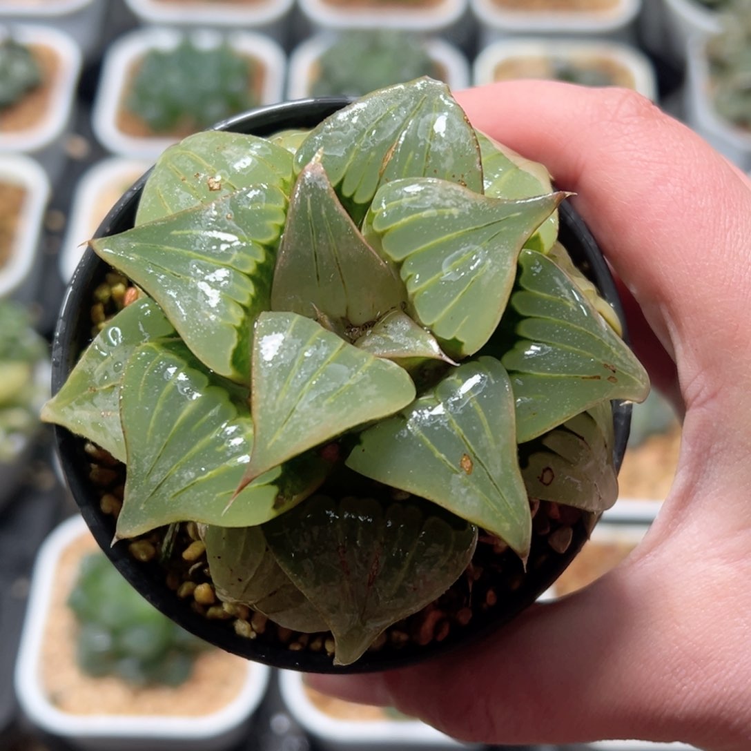 芭提雅媚凤寿玉露多肉