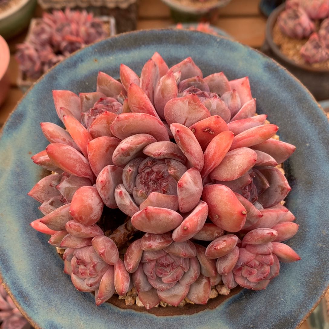 星影石榴籽群生老桩 