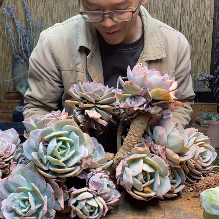 五***哥277 号白凤多肉植物