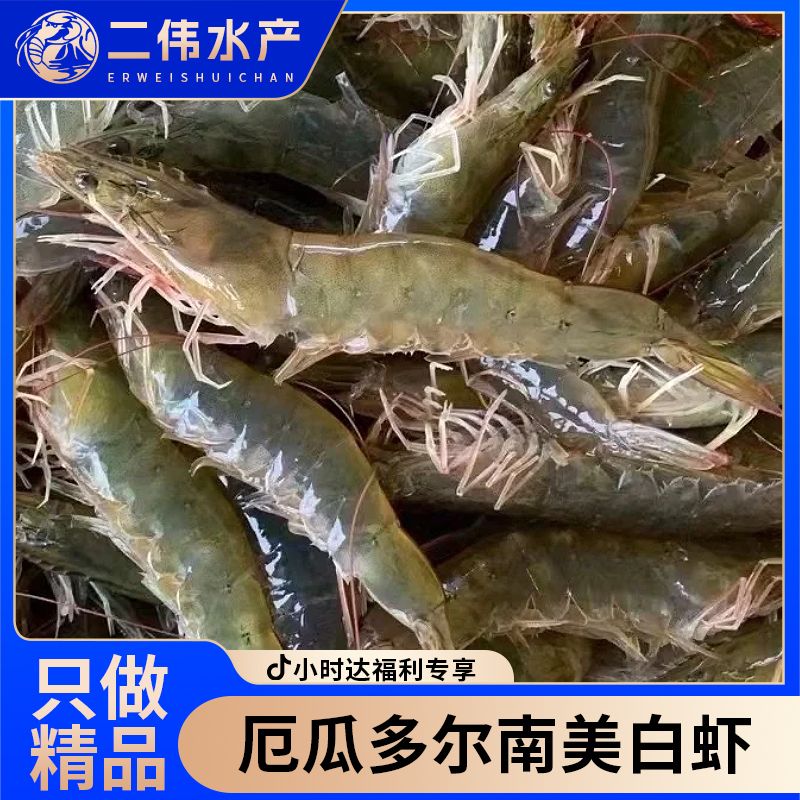 《二伟水产，品质之选》海水大虾99.9五斤（送货到家）