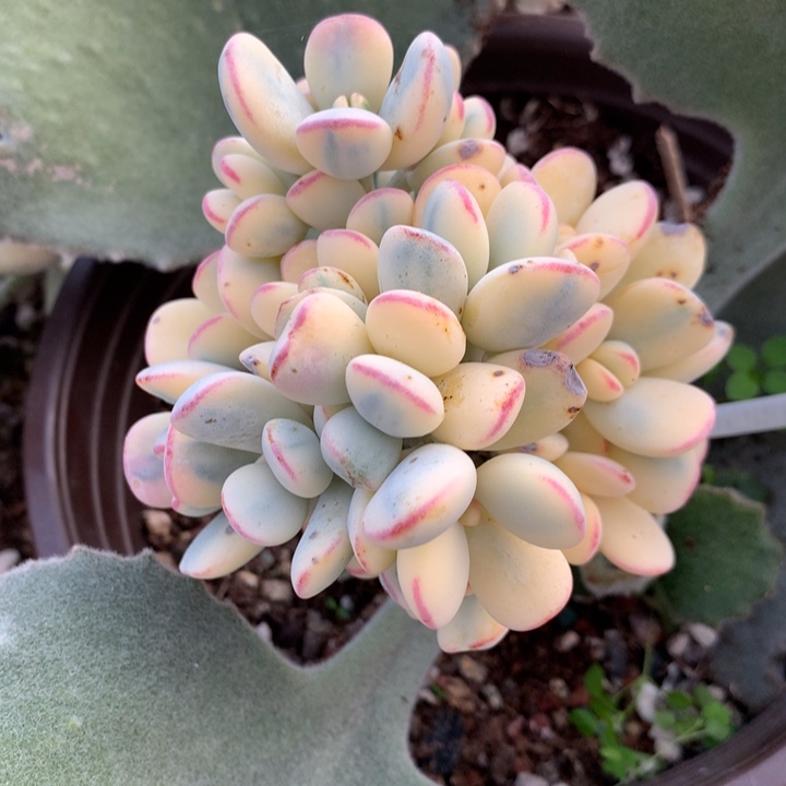 星***荆无花朵专拍多肉植物的