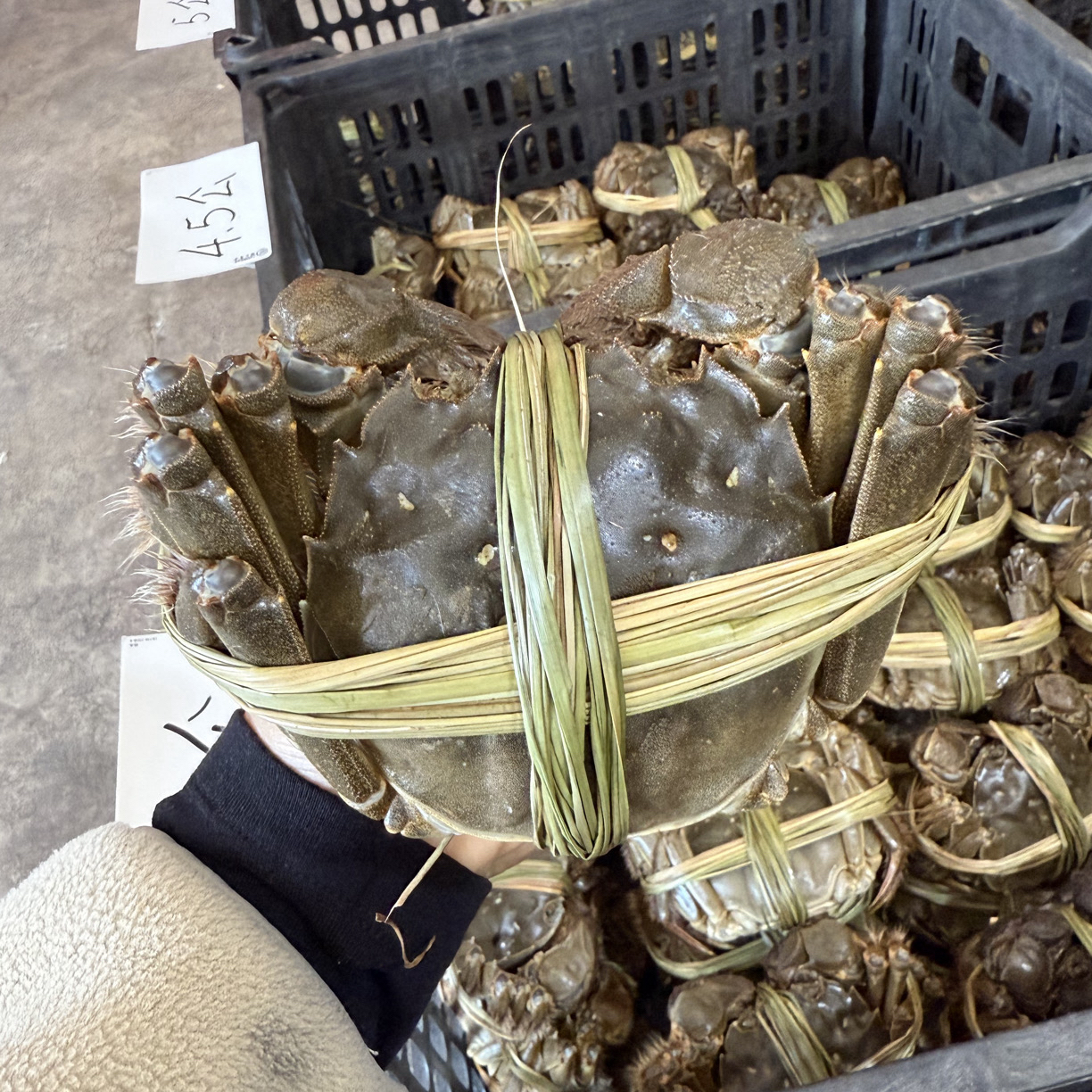 【活蟹】公蟹4.2-4.5/母4.2-4.5两8只大闸蟹