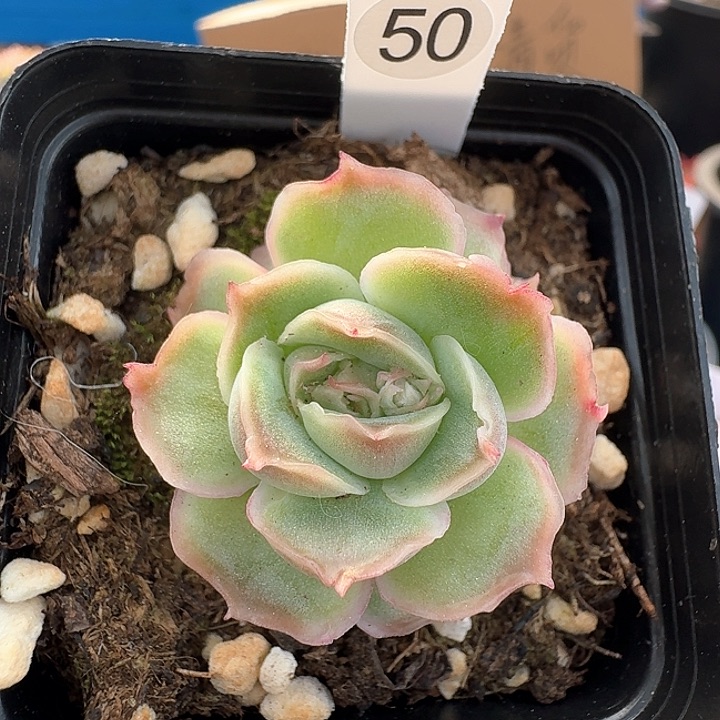 水晶虾饺多肉植物50