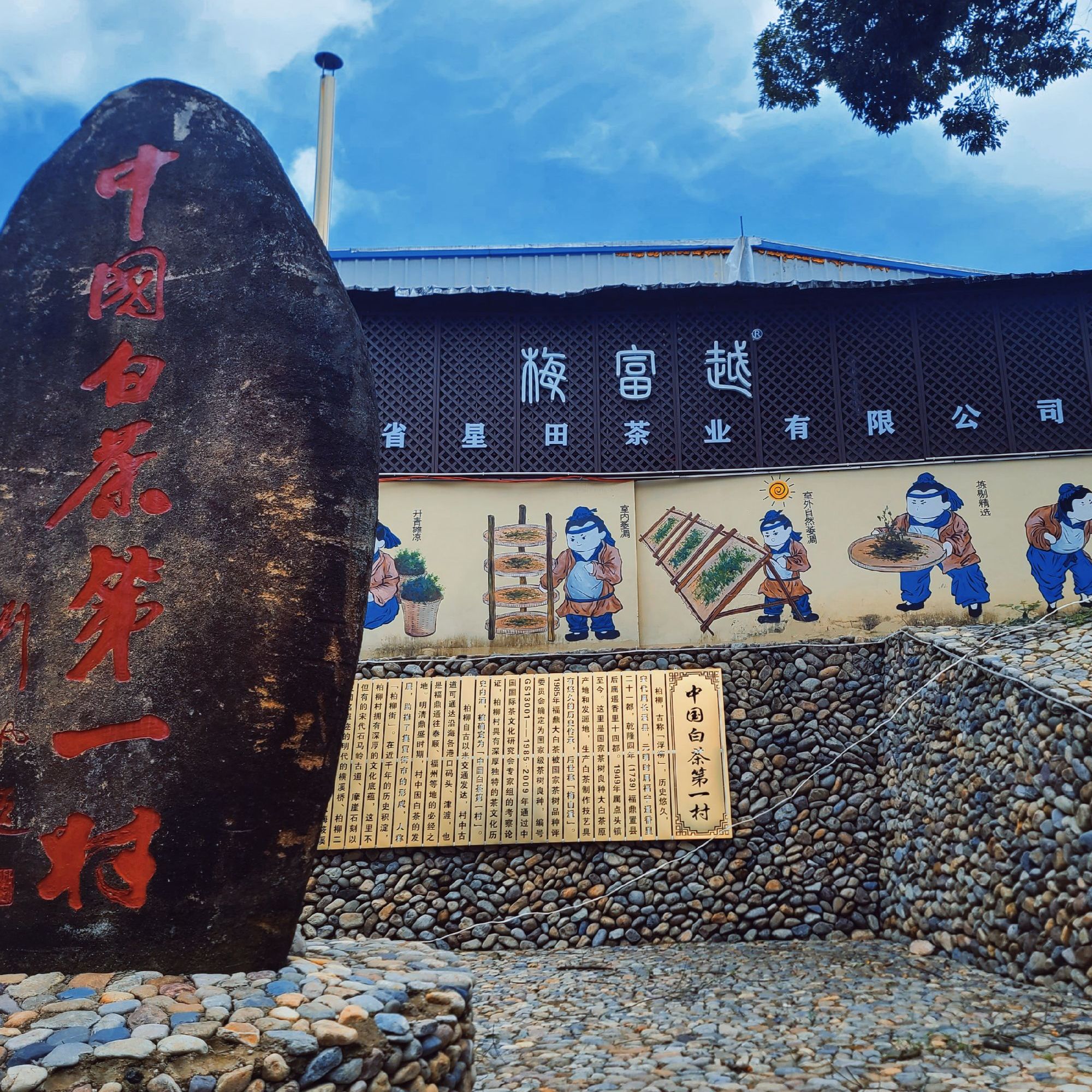 【会员日宠粉福利】 黄金叶100克 梅富越 福鼎白茶