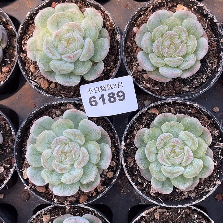 阿雅园艺。    6189白恋