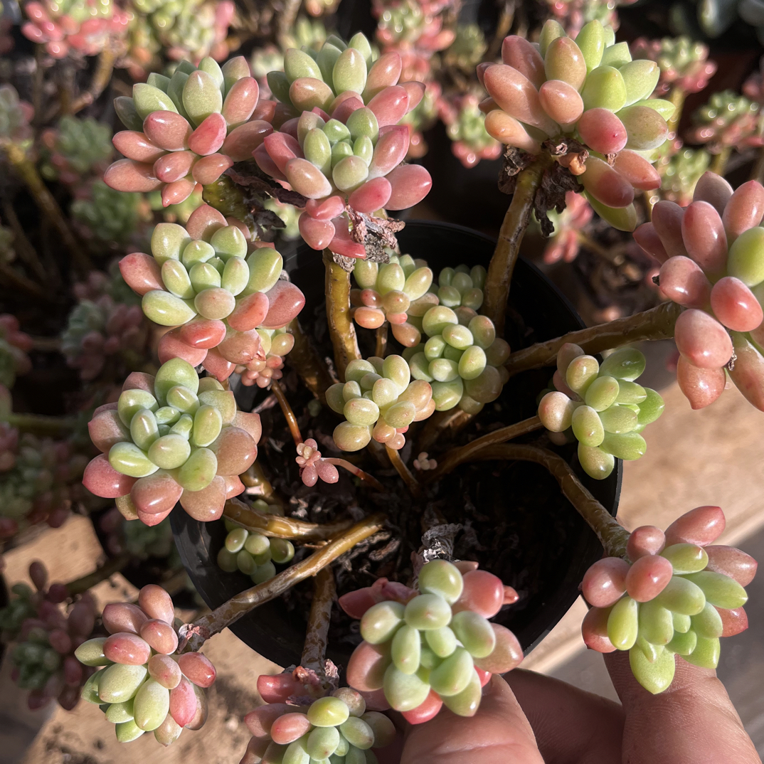 【任意下单即包邮】鱼子酱老桩群生12厘米多肉植物，脱土发货