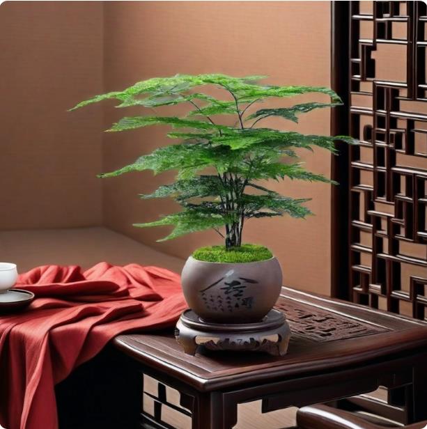 文竹盆栽植物四季常青室内花卉办公桌植物禅意