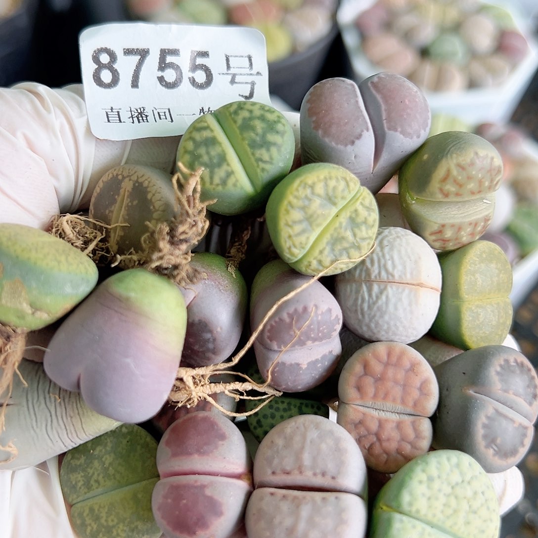 8755 好养易活生石花大母本25个1.5cn左右下播福利