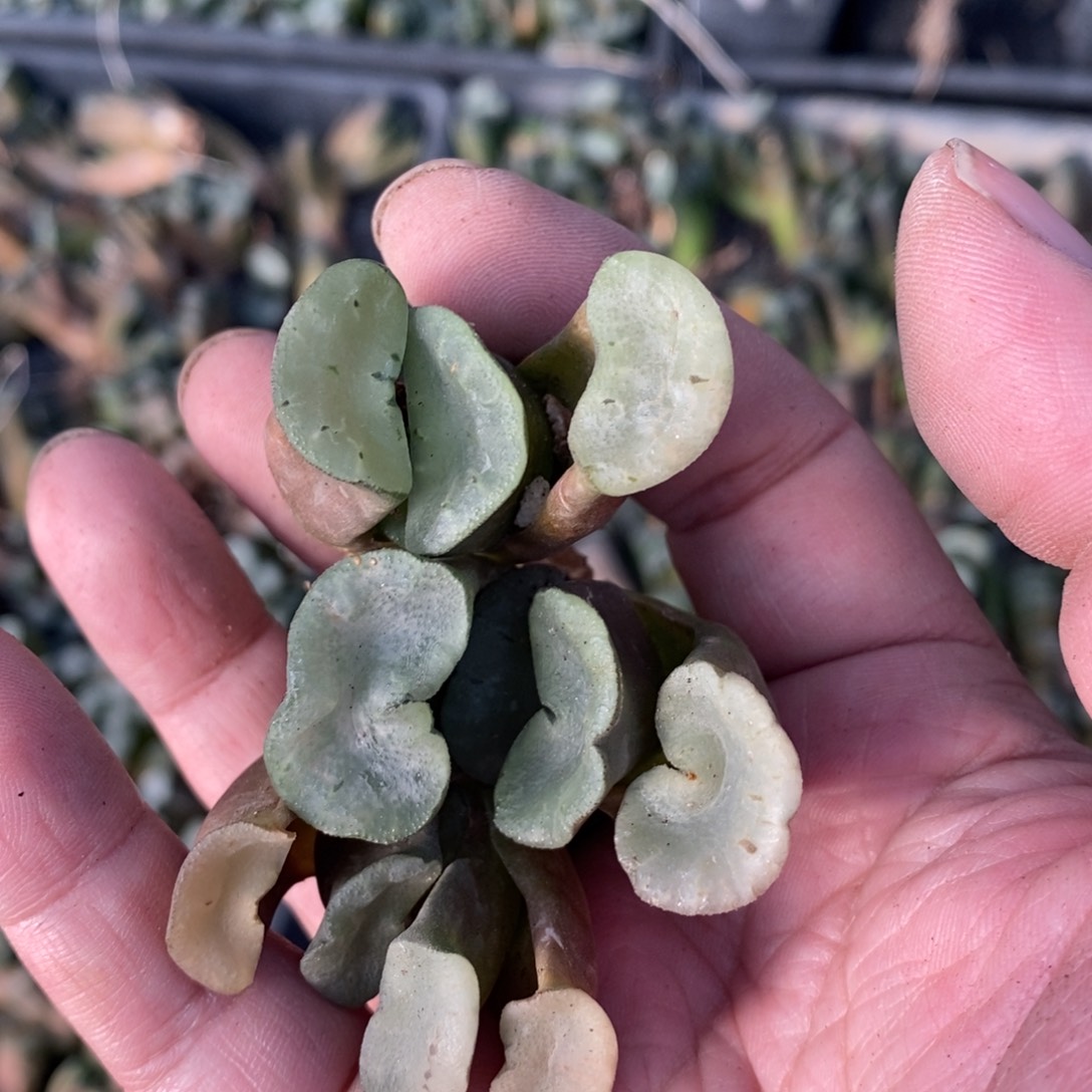 2924 一颗大久保蓝镜小玉扇 元旦整点福利