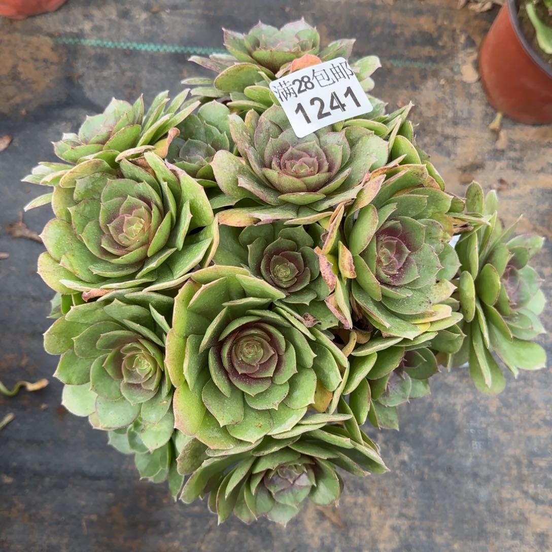 沙拉万多肉1241满28包邮断枝不包