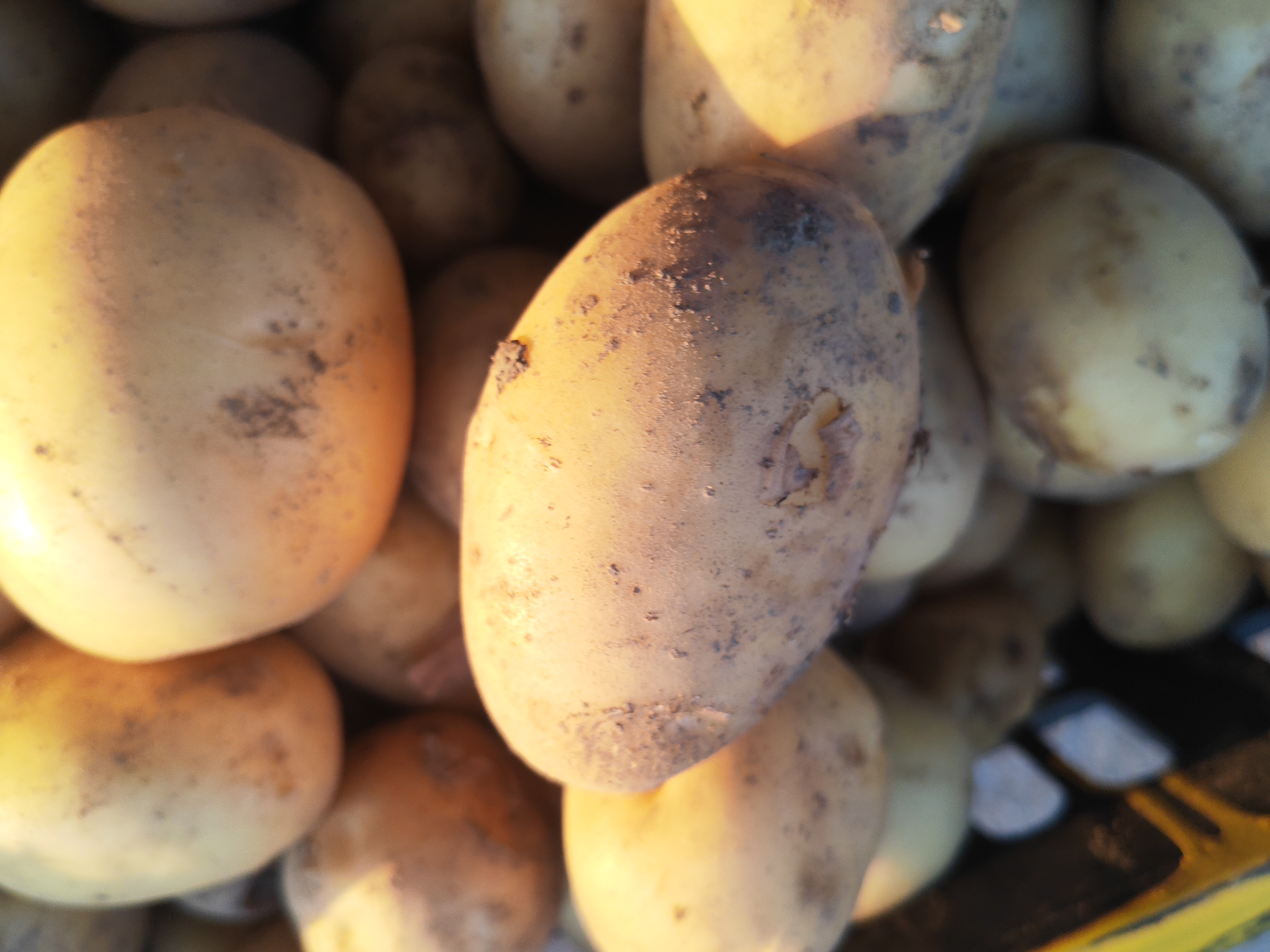 新鲜黄皮黄心土豆沙糯粉面当季应季蔬菜