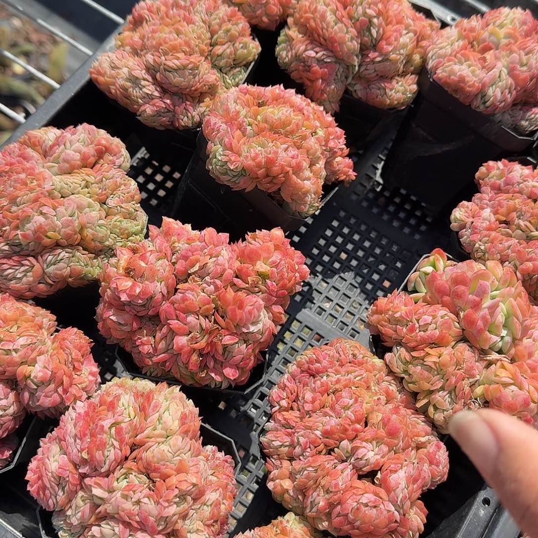 贝瑞缀化多肉植物