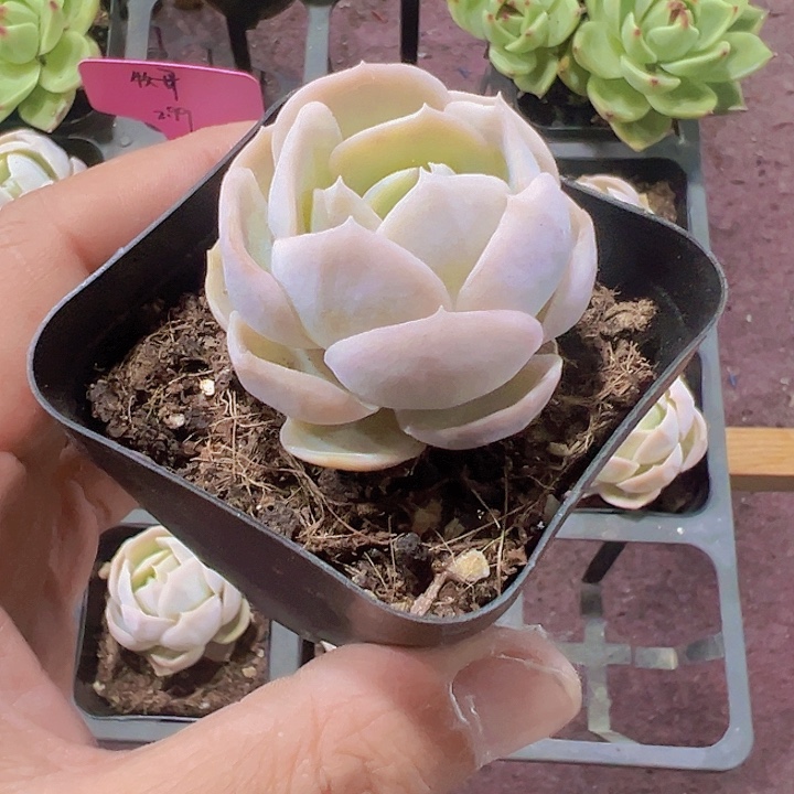 牡丹精品多肉植物大战僵尸