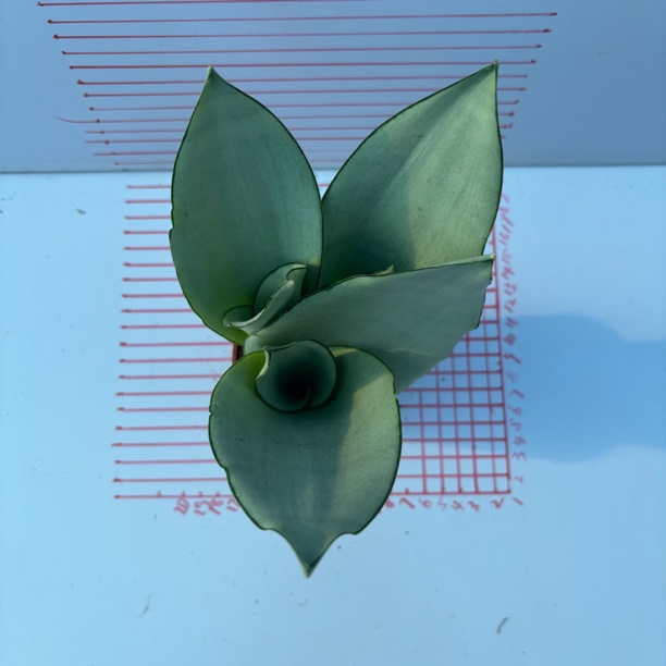 白玉虎皮兰盆栽喜光耐阴好养