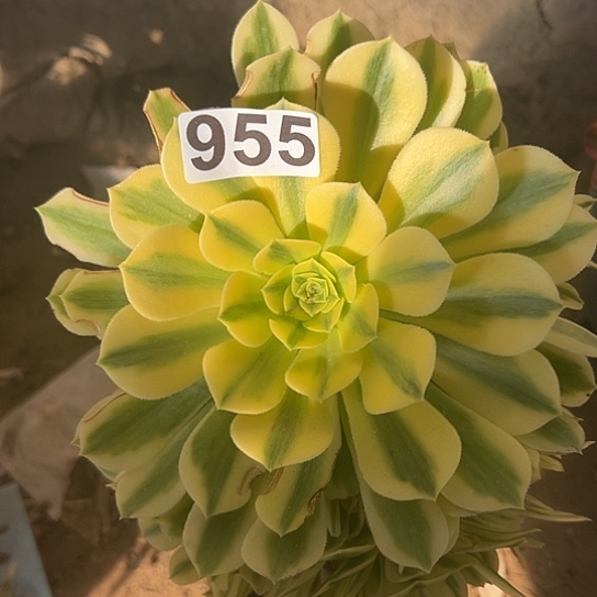 飘*多肉植物一个缺枝