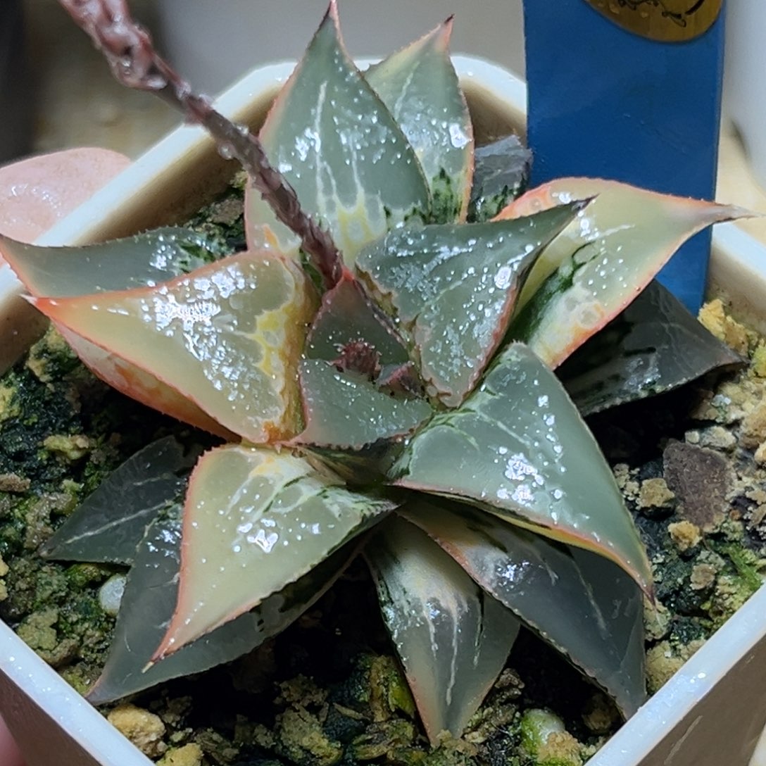 恭喜发财大吉大利590