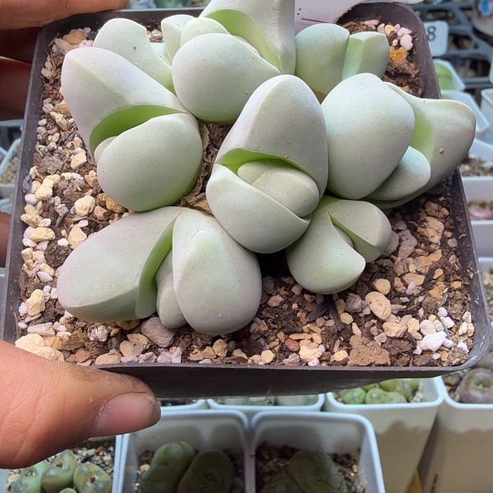 L****208。满38包邮肉锥